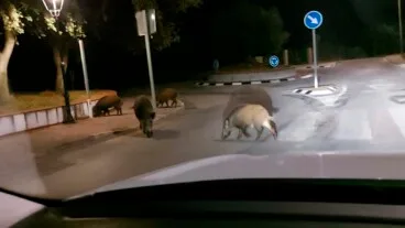 wilde zwijnen in Els Poblets