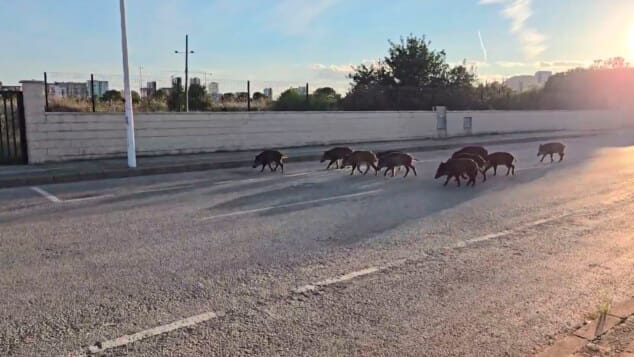jabalies paseando por calp archivo