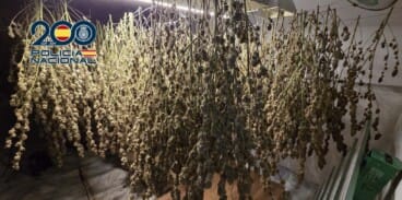 Marihuana encontrada en un domicilio de Dénia