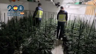 Plantación de marihuana encontrada en un domicilio de Dénia
