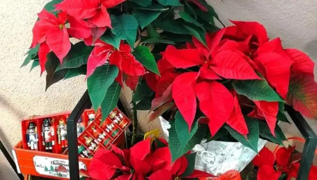 plantas de pascua en floristeria mandarina