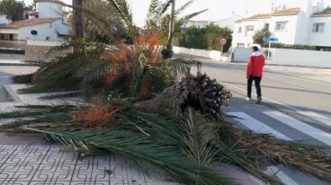 El fuerte viento complica la circulación en Dénia con incidencias en Les Marines y el casco urbano 2