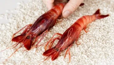 El sabor del Mediterráneo con gamba roja y vegetales frescos