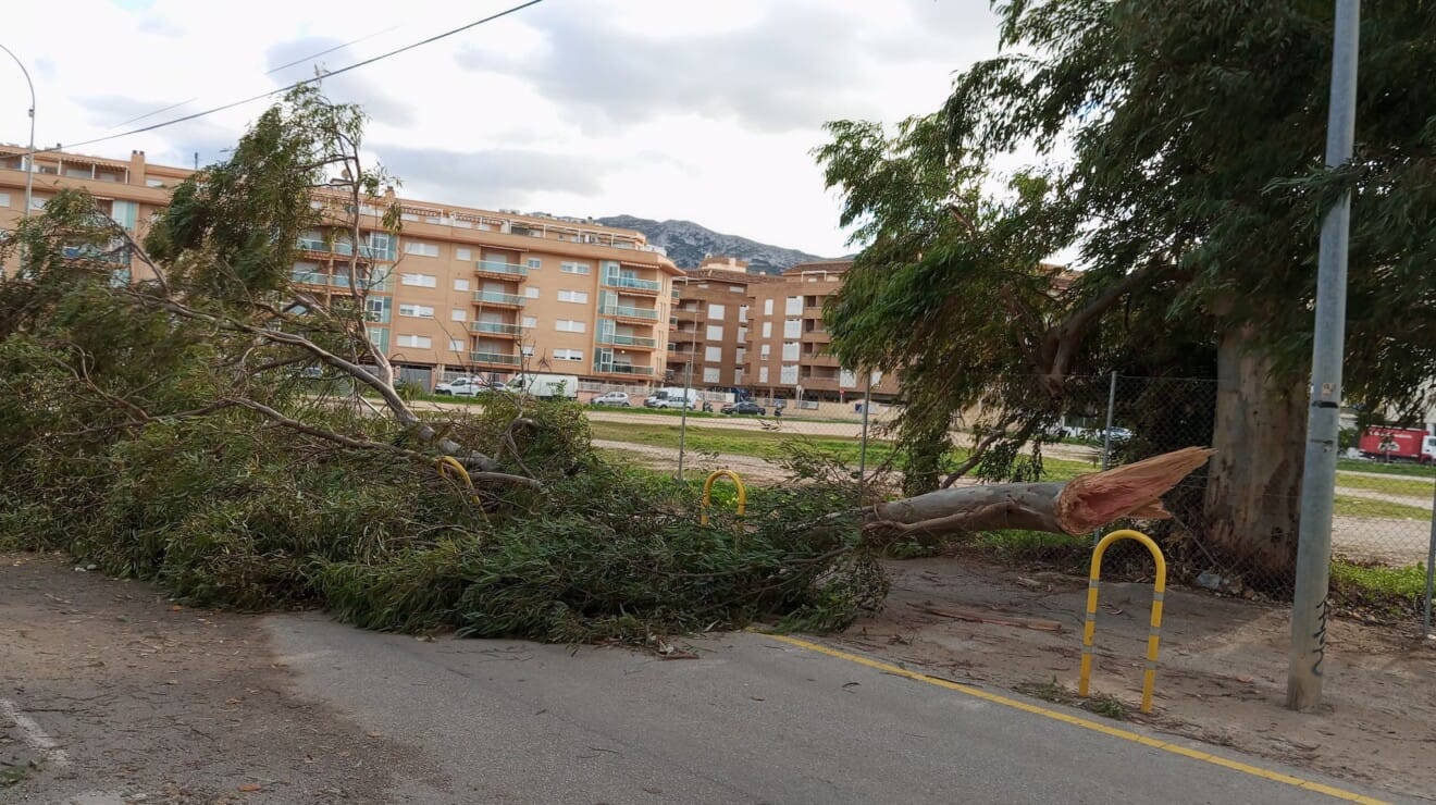 El viento arranca un árbol en Dénia, bloqueando una carretera