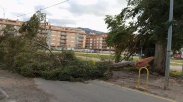 El viento arranca un árbol en Dénia, bloqueando una carretera