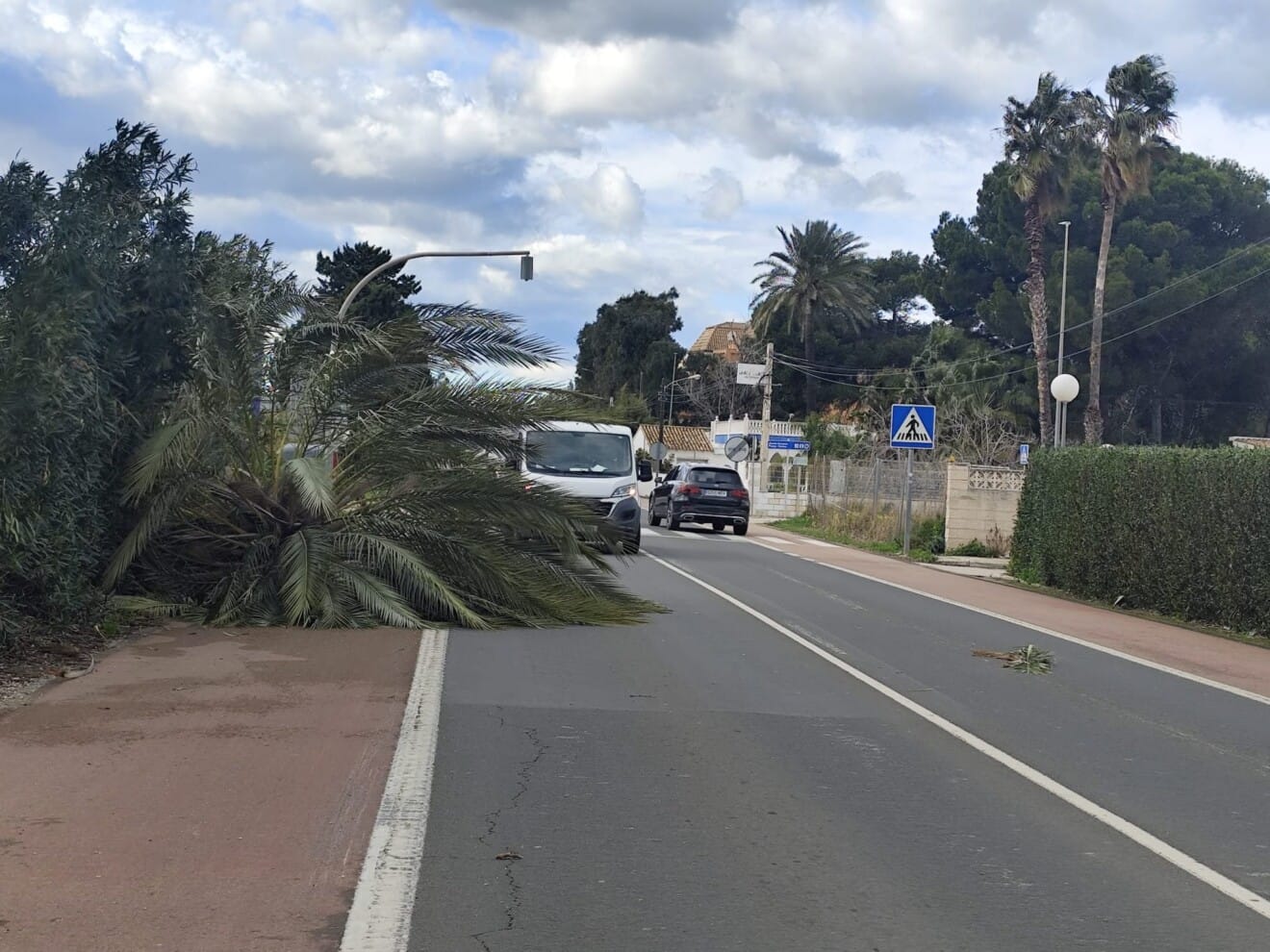 Un árbol arrancado por el viento bloquea parcialmente una vía de Dénia durante el episodio de alerta naranja