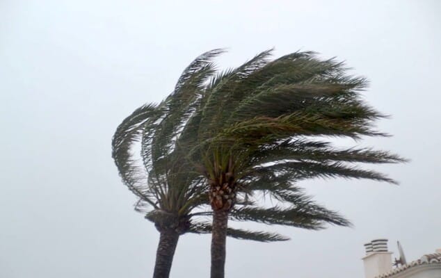 palmera al viento en denia archivo