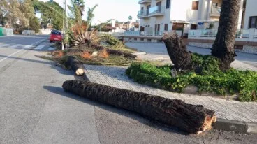 Palmera arrancada frente a la urbanización Las Olas