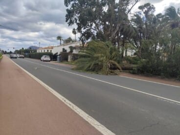 Palmera en la carretera de Les Marines