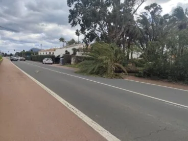 Palmera en la carretera de Les Marines