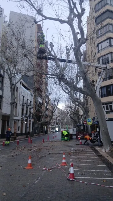 Poda de árboles en la Calle Marqués de Campo
