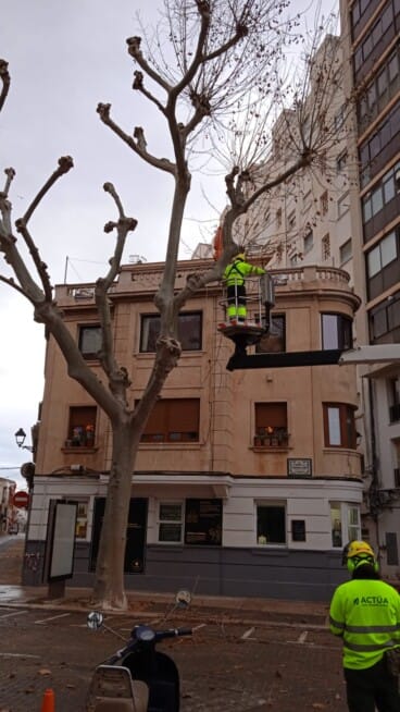 Labores de poda en la Calle Marqués de Campo