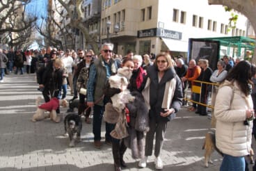 Sant Antoni en Dénia 2026 21