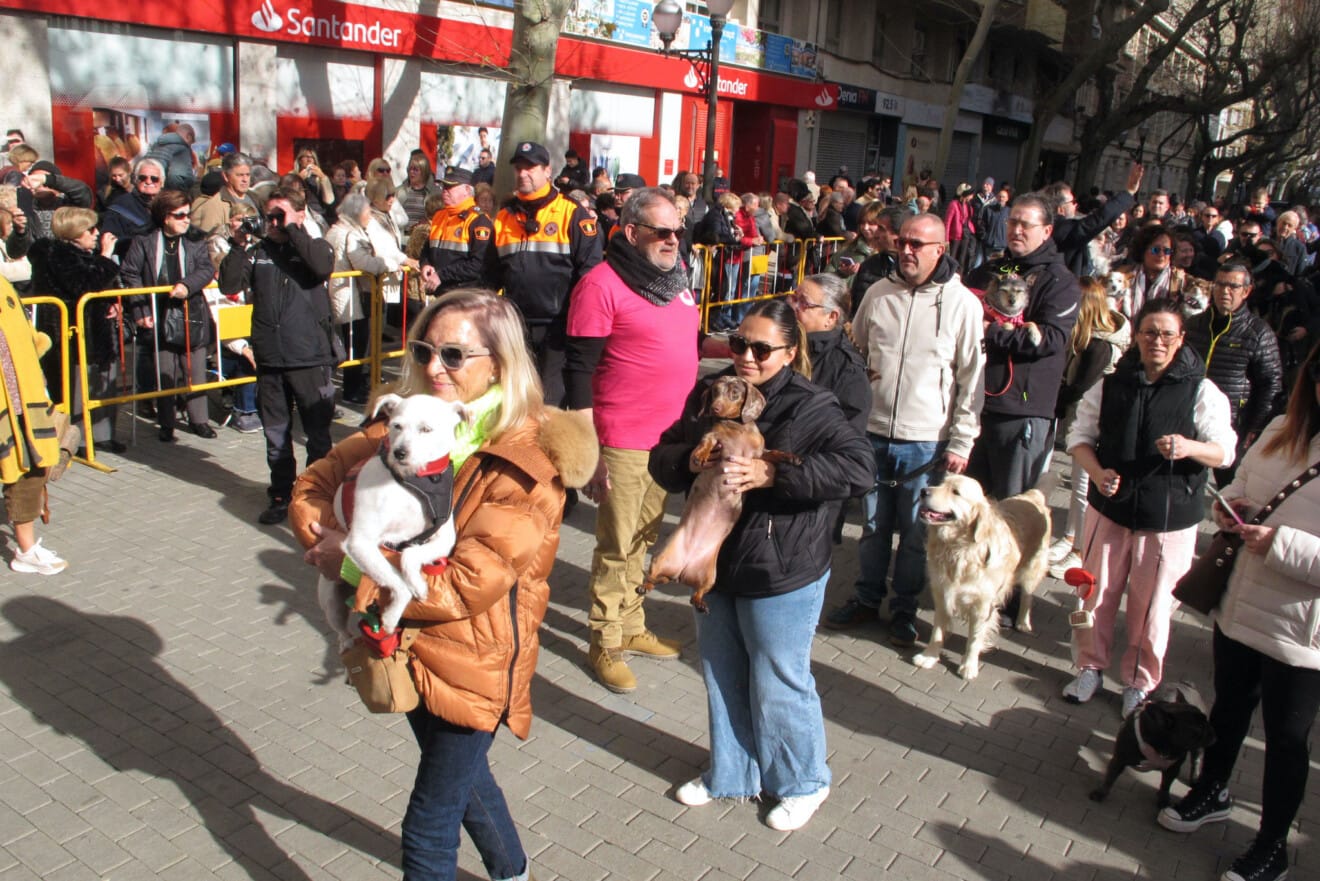 Sant Antoni en Dénia 2026 27