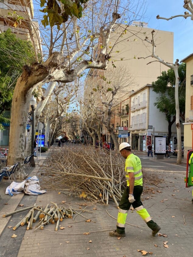 La próxima semana habrá cortes de tráfico por la poda de árboles en Marqués de Campo 1 Imagen: Trabajos de poda del arbolado en la calle Marqués de Campo