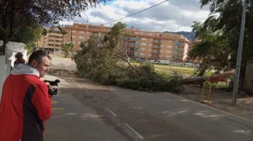 Un árbol cae y bloquea una calle de Dénia por el fuerte viento 10