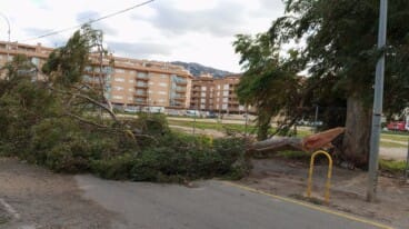 El viento arranca un árbol y bloquea una calle en Dénia 62 un arbol cae y bloquea una calle de denia por el fuerte viento 11