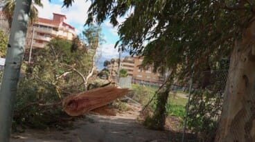 Un árbol cae y bloquea una calle de Dénia por el fuerte viento 12