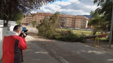 Un árbol cae y bloquea una calle de Dénia por el fuerte viento 3