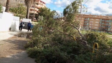 Un árbol cae y bloquea una calle de Dénia por el fuerte viento 5