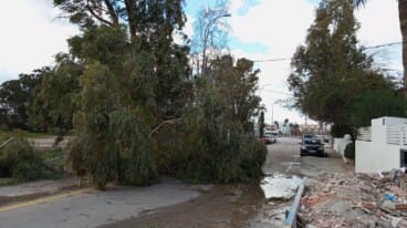 Un árbol cae y bloquea una calle de Dénia por el fuerte viento 6