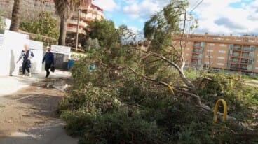 Un árbol cae y bloquea una calle de Dénia por el fuerte viento 8