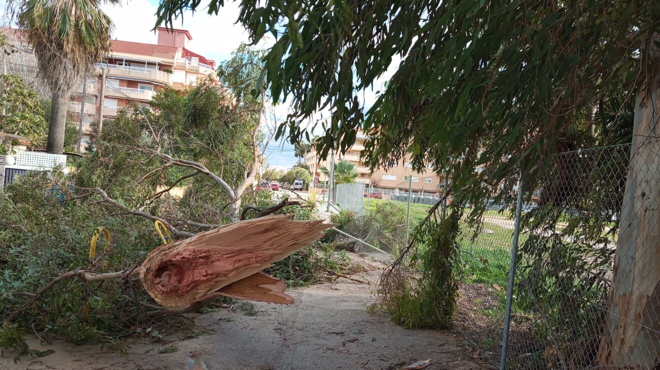 El temporal se deja notar en Dénia con la caída de un árbol y ramas