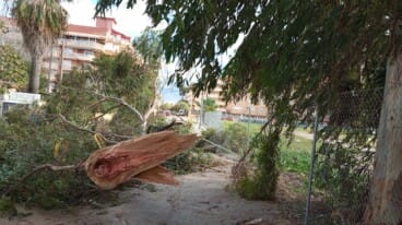 El temporal se deja notar en Dénia con la caída de un árbol y ramas