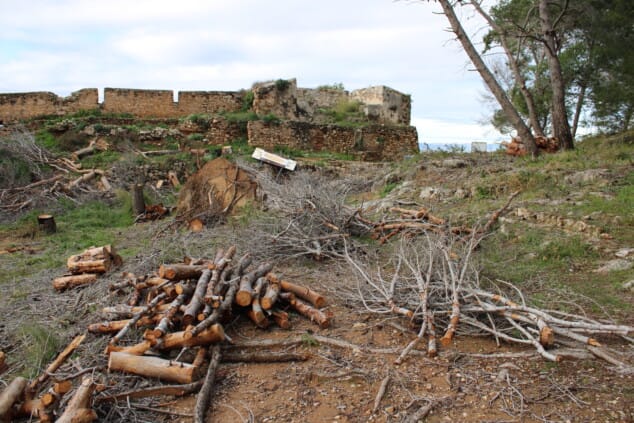 vista general del castillo de denia tras los trabajos de tala de pinos secos en el recinto 14
