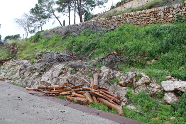 vista general del castillo de denia tras los trabajos de tala de pinos secos en el recinto 5