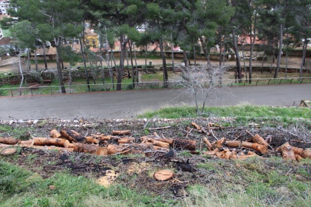 vista general del castillo de denia tras los trabajos de tala de pinos secos en el recinto 7