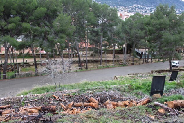 vista general del castillo de denia tras los trabajos de tala de pinos secos en el recinto 8