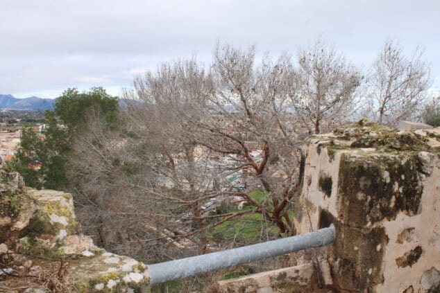 vista general del castillo de denia tras los trabajos de tala de pinos secos en el recinto 9