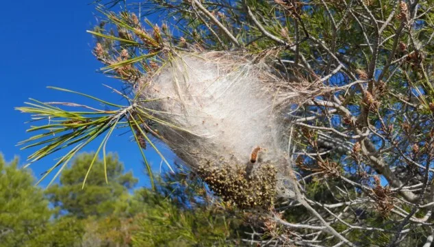 Imagen: Bombas de relojería en las copas de los árboles para identificar la procesionaria a tiempo