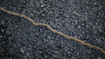 la fila india que pone en riesgo la vida de tu perro