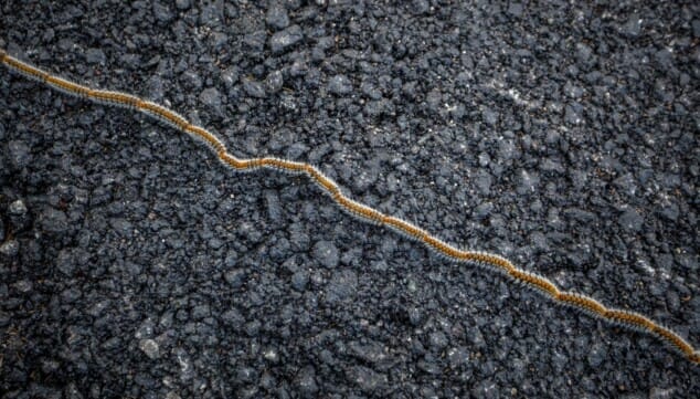 Imagen: La fila india que pone en riesgo la vida de tu perro