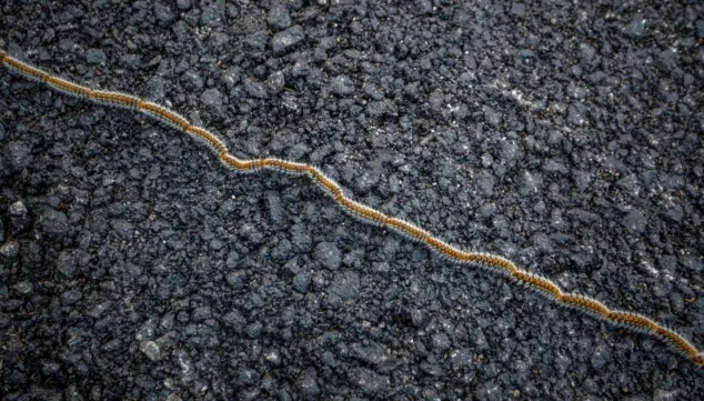 Imagen: La fila india que pone en riesgo la vida de tu perro