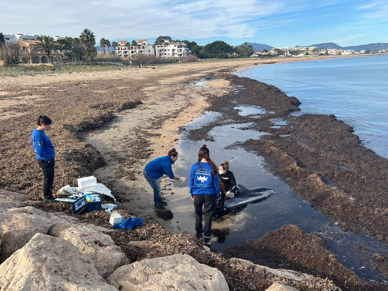 Localizan un delfín varado en Les Marines