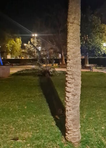 Palmera caída en plaza Jaume I de Dénia