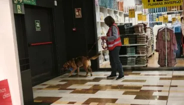 Portal de la Marina acoge un entrenamiento real de mantrailing en sus instalaciones 8 perros especializados en busqueda realizan un simulacro entre visitantes