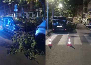 Ein Ast ist auf die Promenade der Salzwiesen von Denia gefallen.