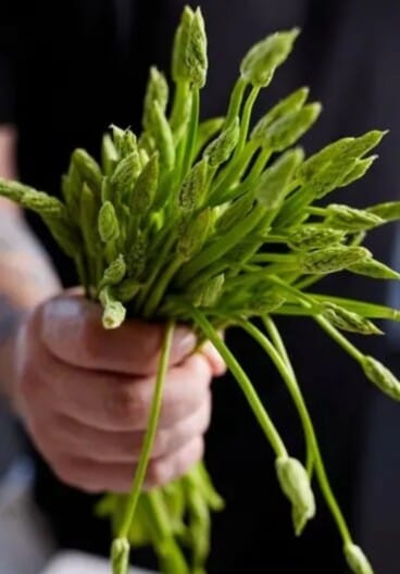 Sabores auténticos del mar y la huerta