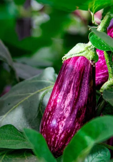 Cómo los alimentos frescos mejoran la salud y la sostenibilidad