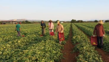 Compra consciente con alimentos locales en la Marina Alta