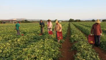 Compra consciente con alimentos locales en la Marina Alta