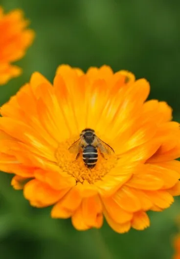 Comprar alimentos de origen local para una despensa de calidad