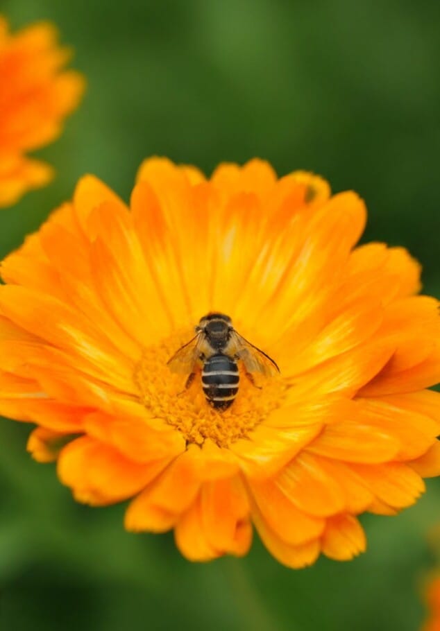 comprar alimentos de origen local para una despensa de calidad