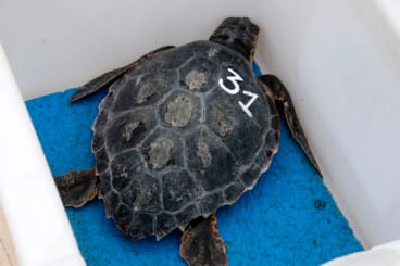 Dénia firma la Alianza Tortuga con Costa Rica 45