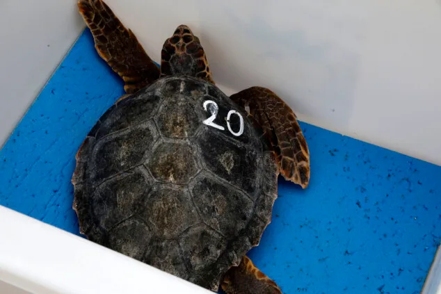 Dénia sella la alianza entre el Mediterráneo y el Caribe para la protección de las tortugas marinas 59 denia firma la alianza tortuga con costa rica 46