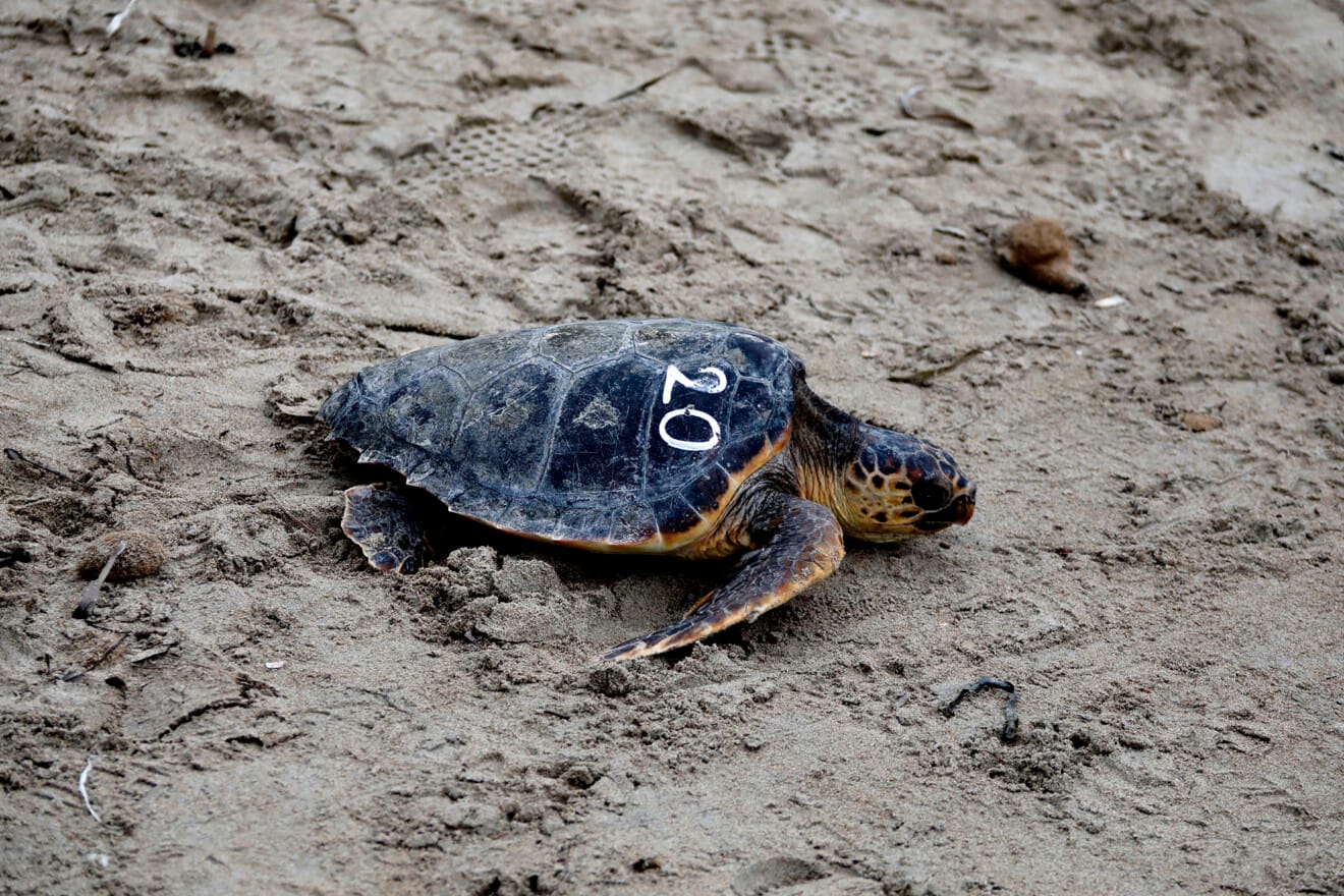 Dénia firma la Alianza Tortuga con Costa Rica 55